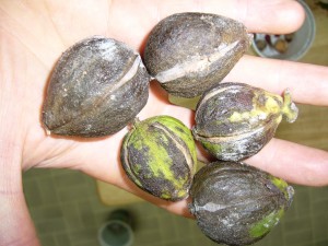 noix caryer glabre (carya glabra)